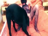 Masked k9 lady got her pussy licked